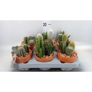 Arr.  Cactus L%