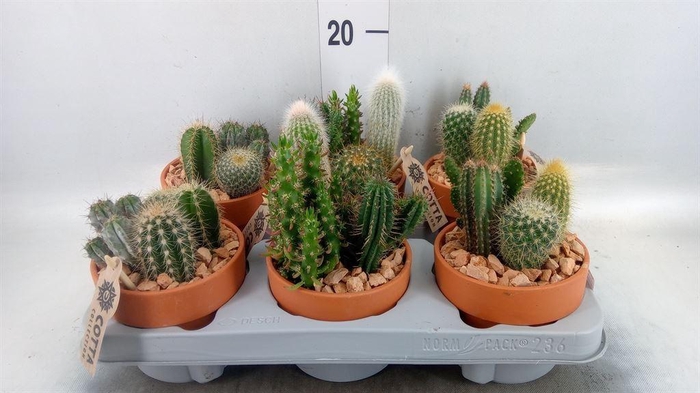 <h4>Arr.  Cactus L%</h4>