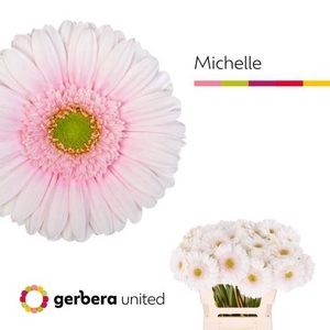 GE GR MICHELLE