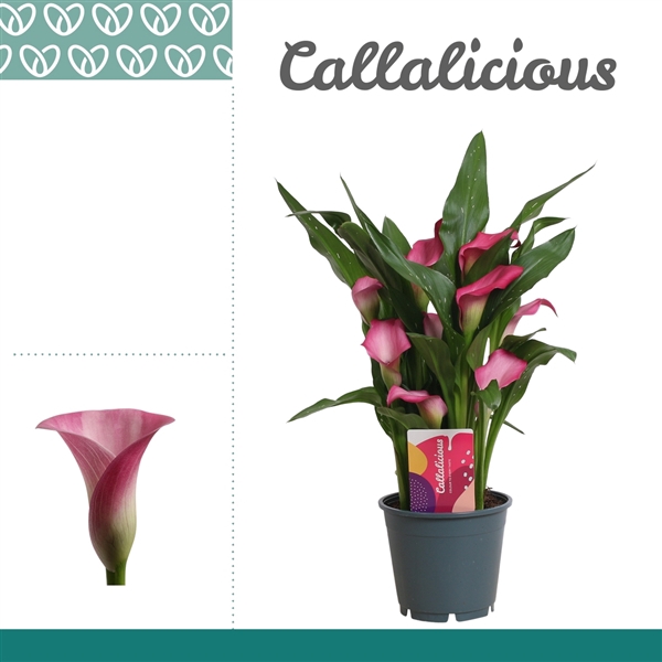 <h4>Zantedeschia Roze</h4>