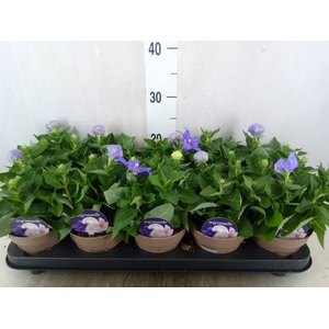 Platycodon grand. 'Astra Blue'