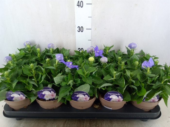 <h4>Platycodon grand. 'Astra Blue'</h4>