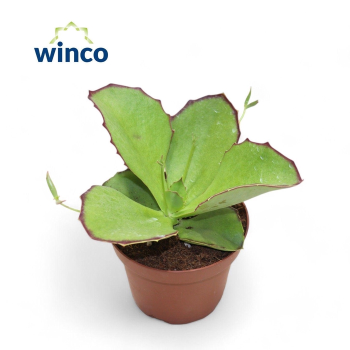 <h4>Kalanchoe Synsepala</h4>