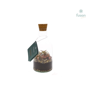 Green Bottle Terrarium Fles Small