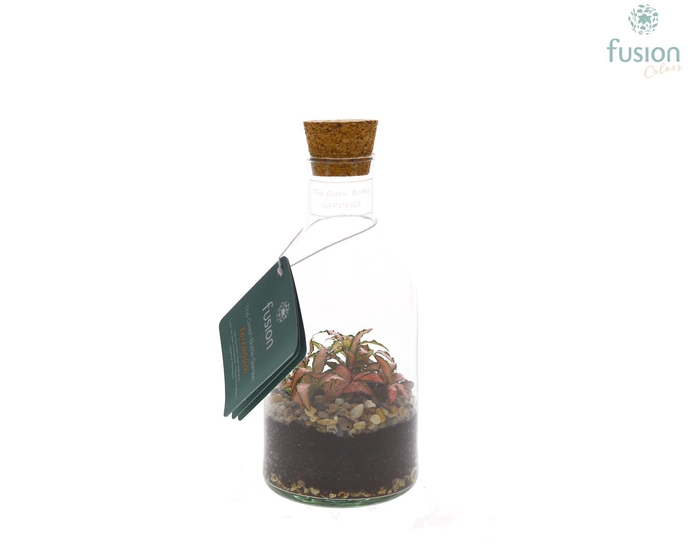 <h4>Green Bottle Terrarium Fles Small</h4>