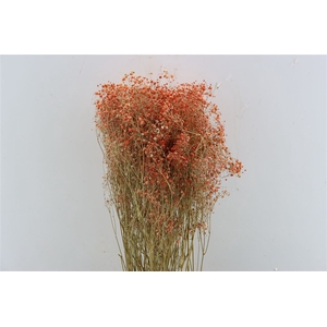 Dried Gyps Orange Bunch