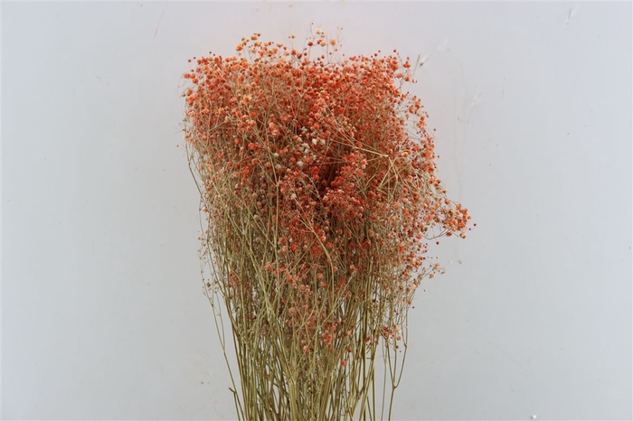 <h4>Dried Gyps Orange Bunch</h4>