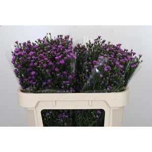 AST ASTEE M BABY PIN