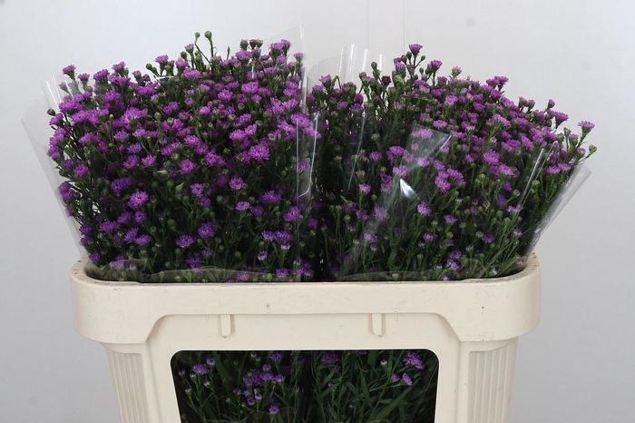 <h4>AST ASTEE M BABY PIN</h4>