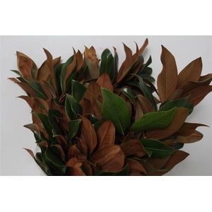 Magnolia Blad 400gr (p. Bos)