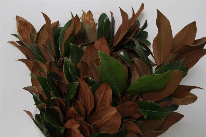 <h4>Magnolia Blad 400gr (p. Bos)</h4>