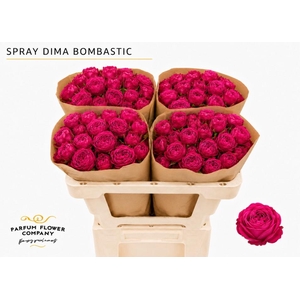Rosa Spray Dima Bombastic