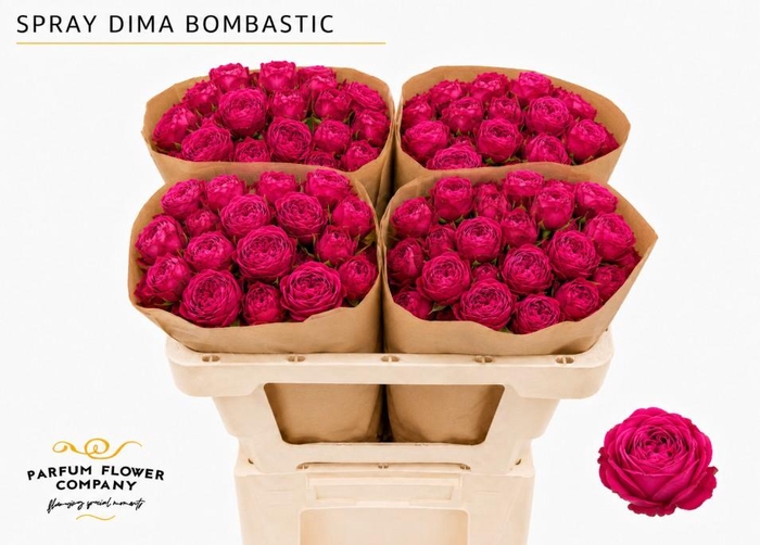 <h4>Rosa Spray Dima Bombastic</h4>