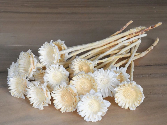 <h4>Dried Bleached Protea Rosette</h4>