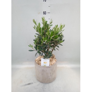 Arr.   Tuinplanten H%