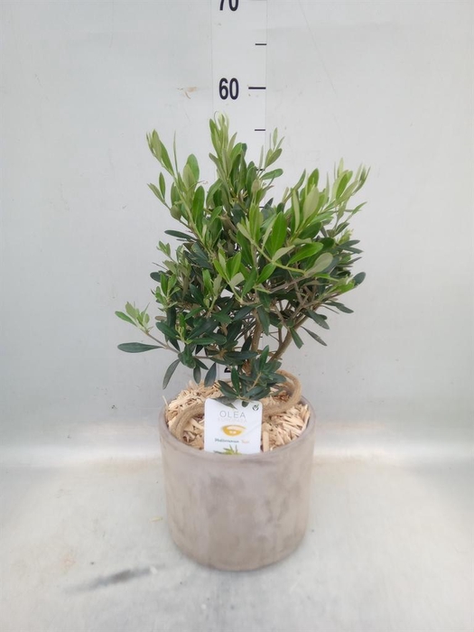 <h4>Arr. Tuinplanten H%</h4>