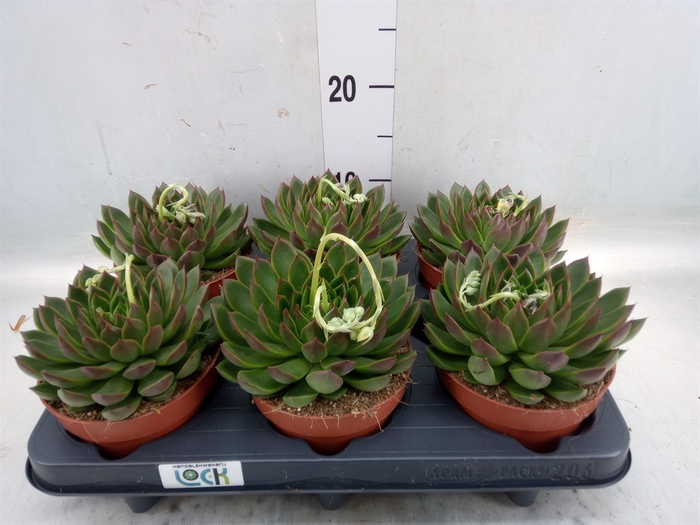 <h4>Echeveria agavoides</h4>