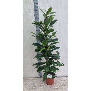 FICUS CYATHISTIPULA