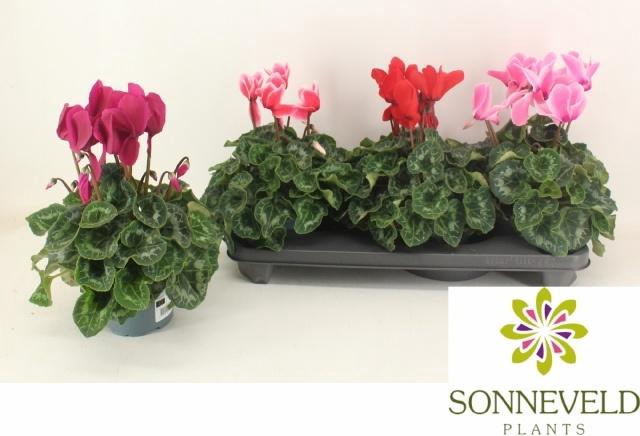 <h4>CYCL GR SUP XL</h4>