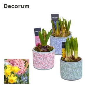 Bollenmix Flores HL14453B