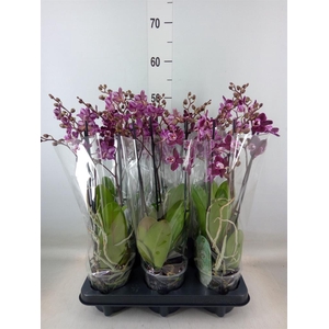 Phalaenopsis multi.   ...red