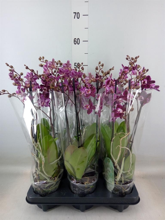 <h4>Phalaenopsis multi. ...red</h4>