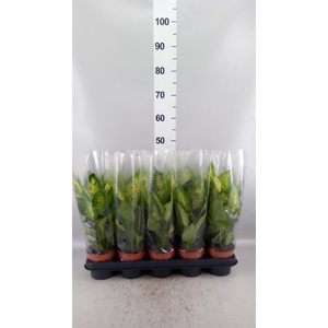 Dieffenbachia  'Compacta'