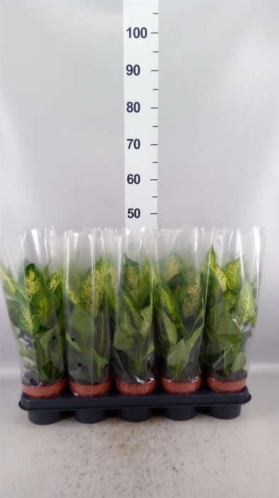 <h4>Dieffenbachia  'Compacta'</h4>