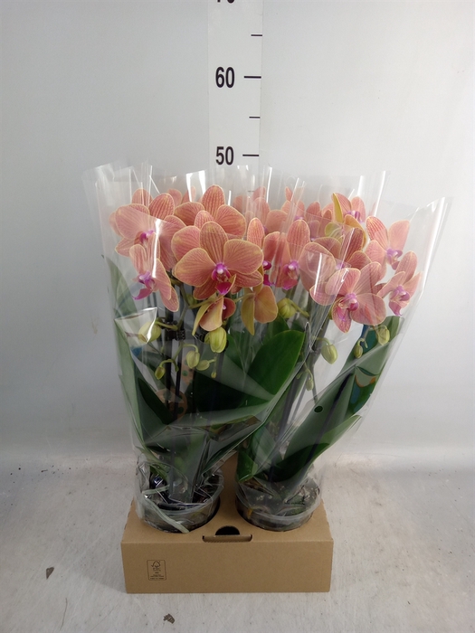 <h4>Phalaenopsis  'Elegant Cascade'</h4>