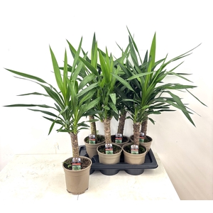 YUCCA