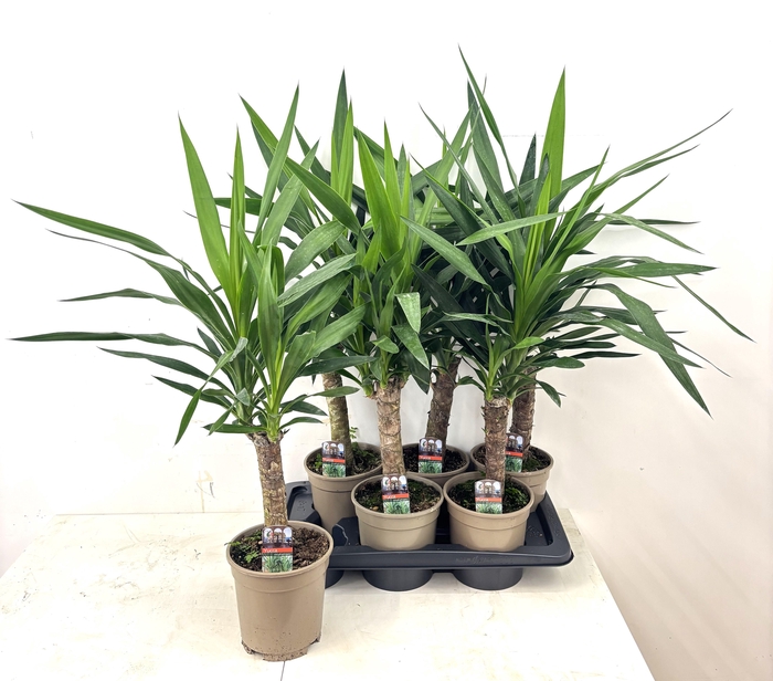<h4>YUCCA</h4>