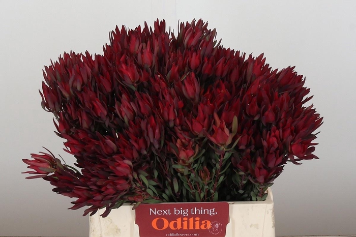 <h4>LEUCAD SAL BLUSH</h4>