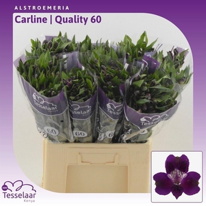 ALSTR CARLINE