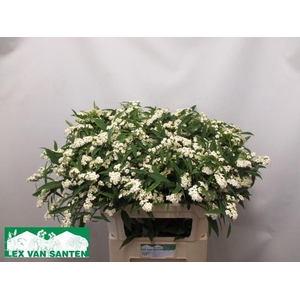 EUPH F T QUICKSILVER