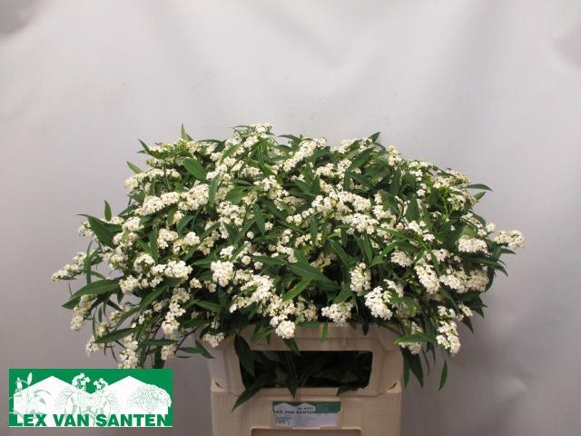 <h4>EUPH F T QUICKSILVER</h4>