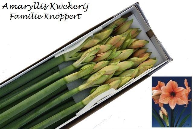 <h4>HIPP GA RILONA</h4>