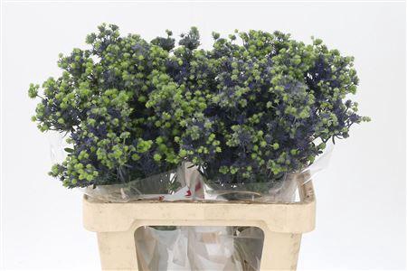 <h4>Eryngium Pl Mag Purple Star</h4>