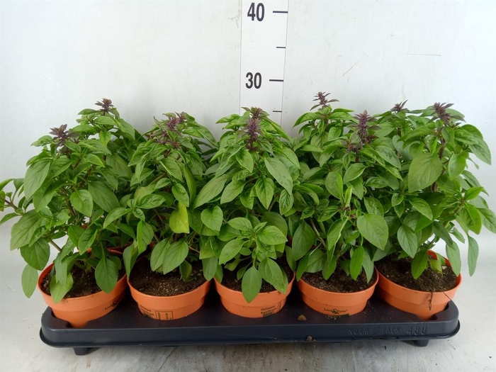 <h4>Ocimum   ...</h4>