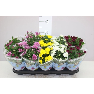 Chrysanth Gemengd Gevuld