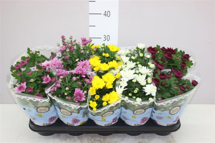 <h4>Chrysanth Gemengd Gevuld</h4>