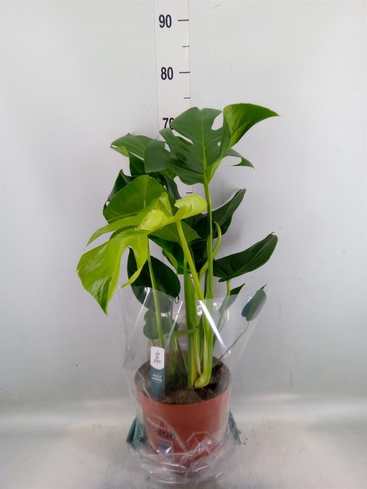 <h4>Monstera delic.</h4>