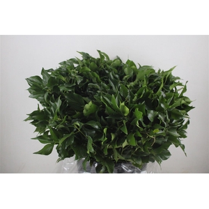 Hedera Leaves 400gr P Bunch