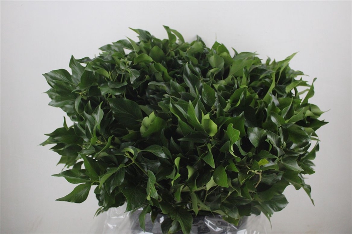<h4>Hedera Leaves 400gr P Bunch</h4>