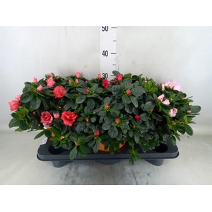 Rhododendron sim. 'Hellmut V' .mix5