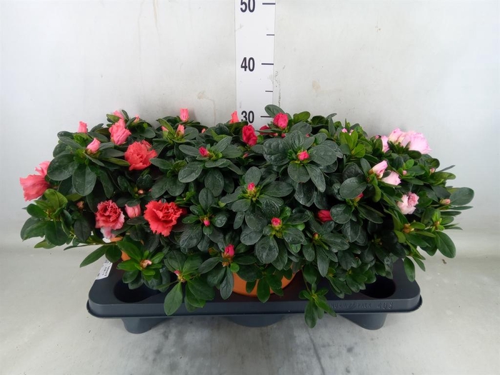 <h4>Rhododendron sim. 'Hellmut V' .mix5</h4>