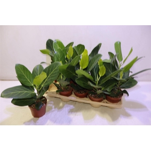 Ficus Beng Audrey