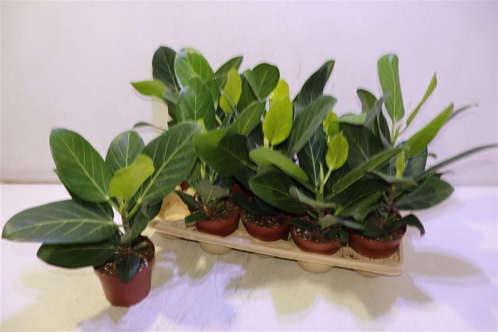 <h4>Ficus Beng Audrey</h4>