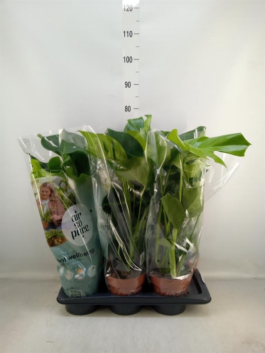 <h4>Monstera delic.</h4>