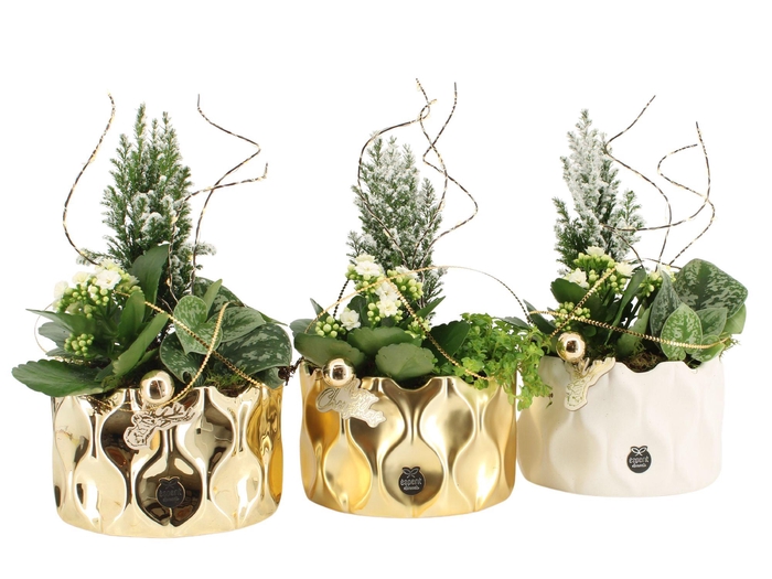 <h4>61628: X-mas arrangement</h4>