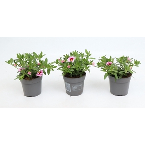 Calibrachoa Cabaret Light Pink Eye
